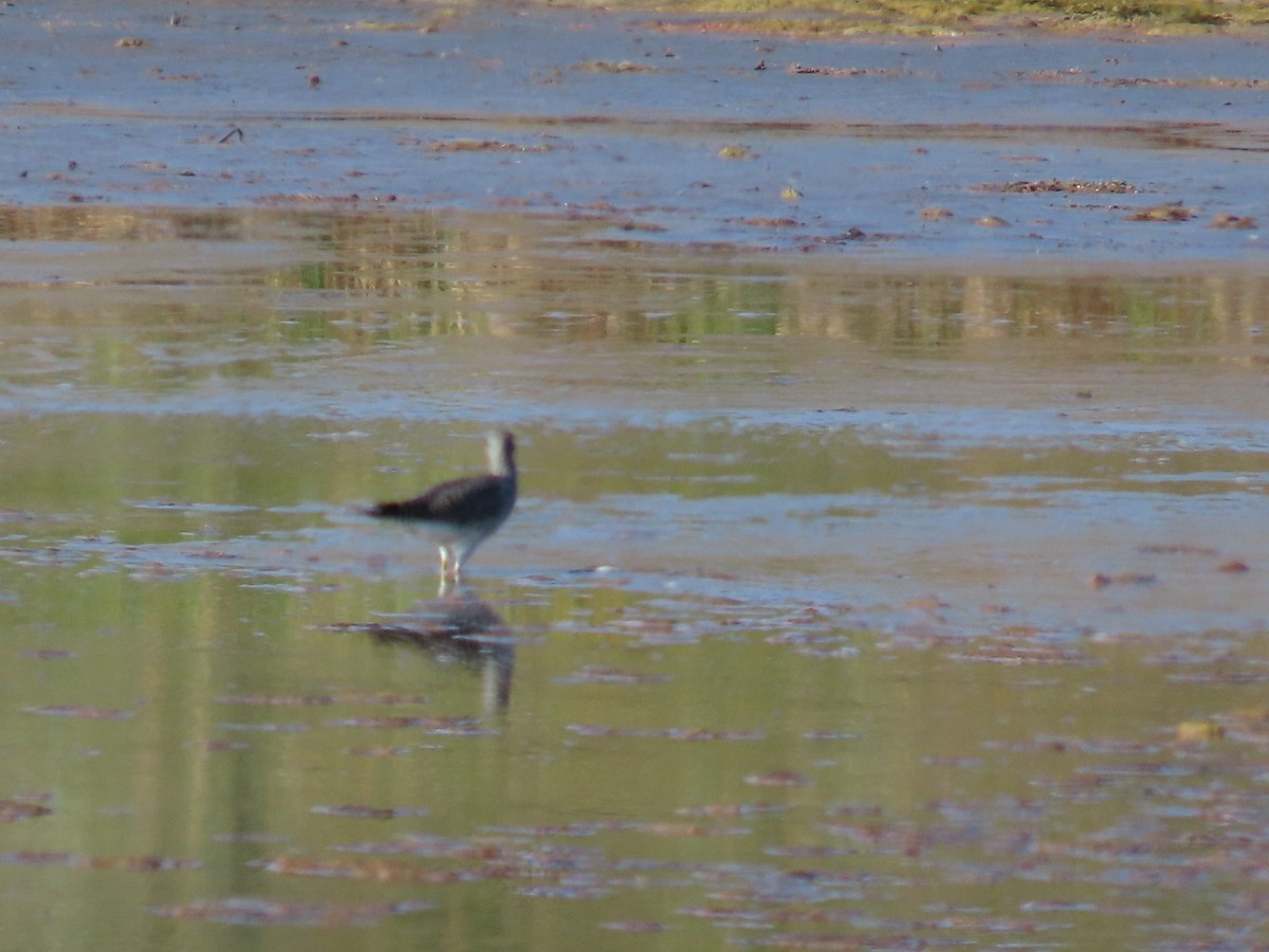 Greater Yellowlegs - ML643007624