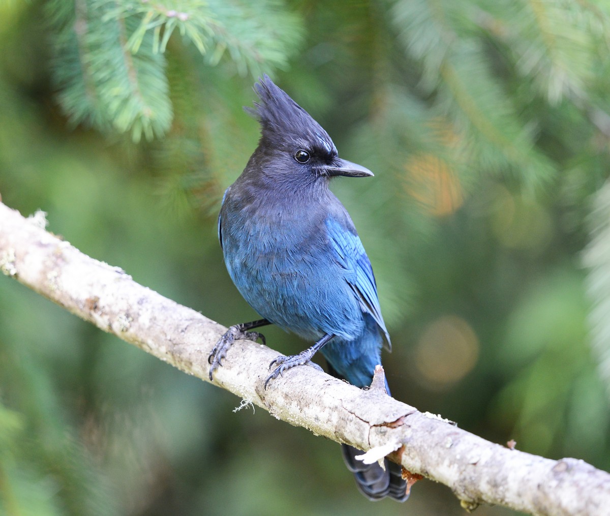 Steller's Jay - ML643007625
