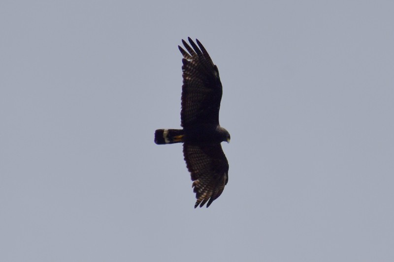 båndhalevåk - ML643007643