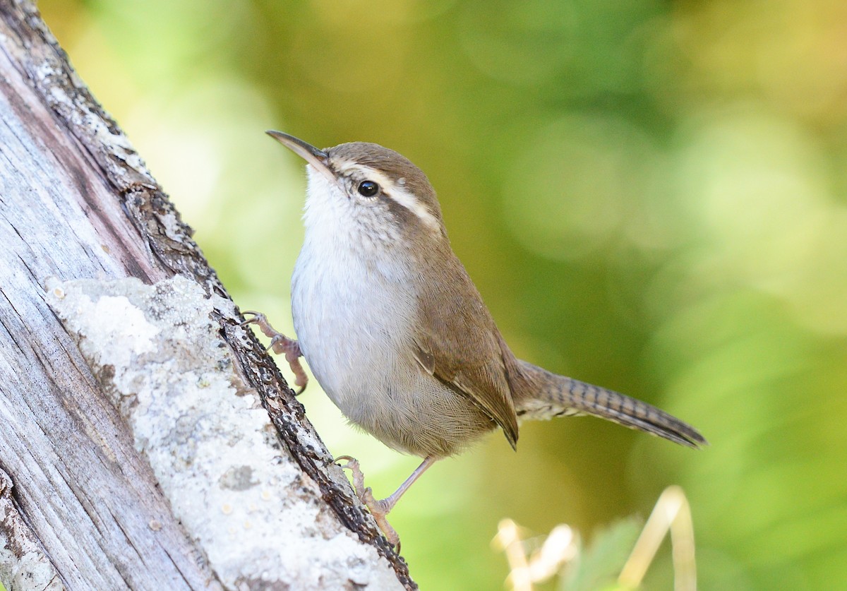 Bewick's Wren - ML643007658