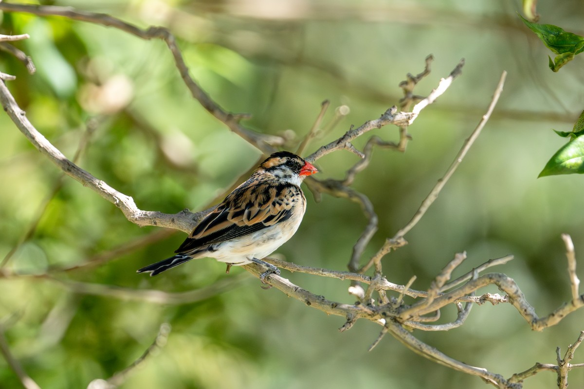 Pin-tailed Whydah - ML643007659