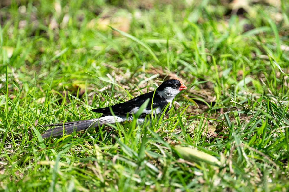 Pin-tailed Whydah - ML643007661