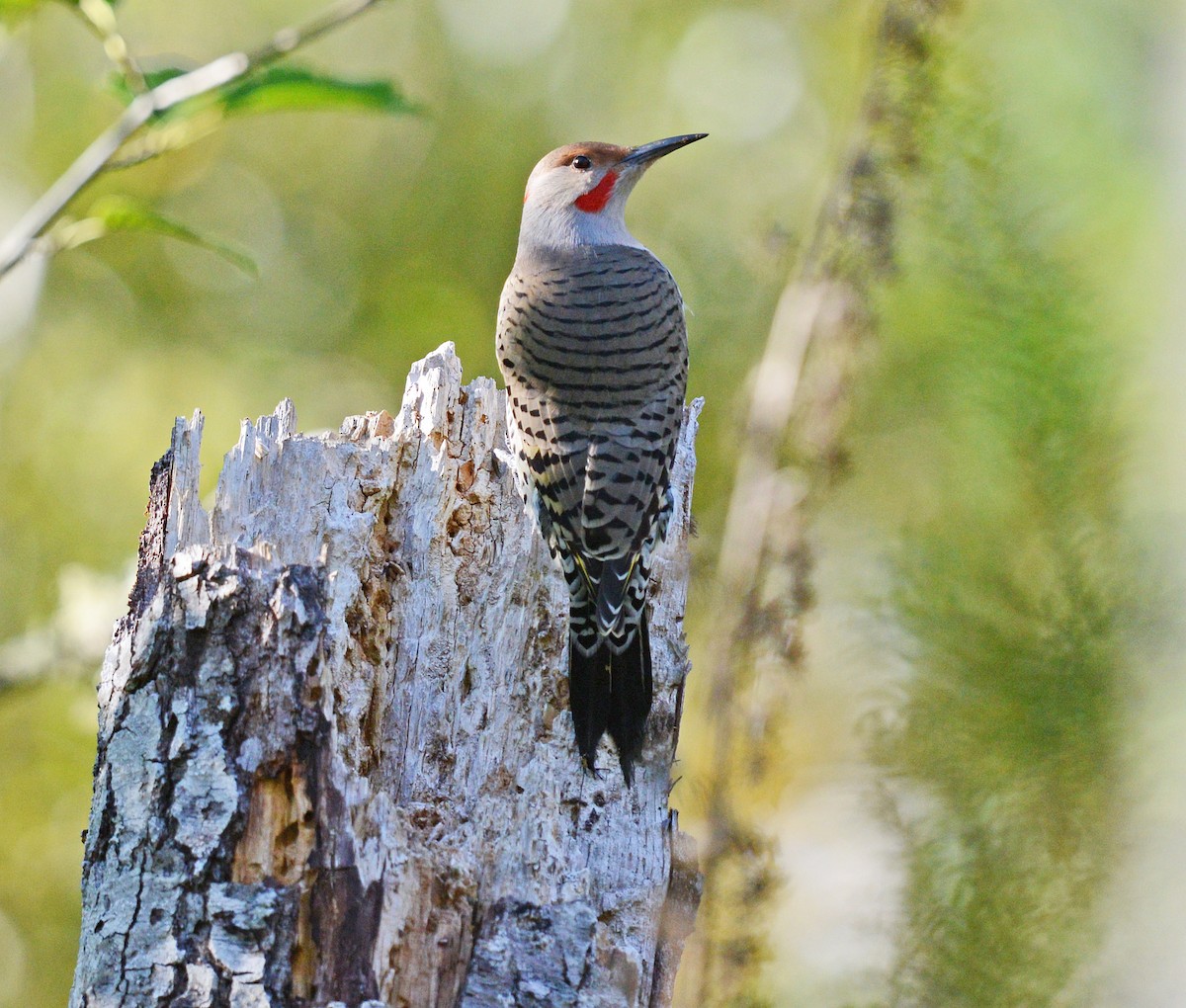 Northern Flicker - ML643007678