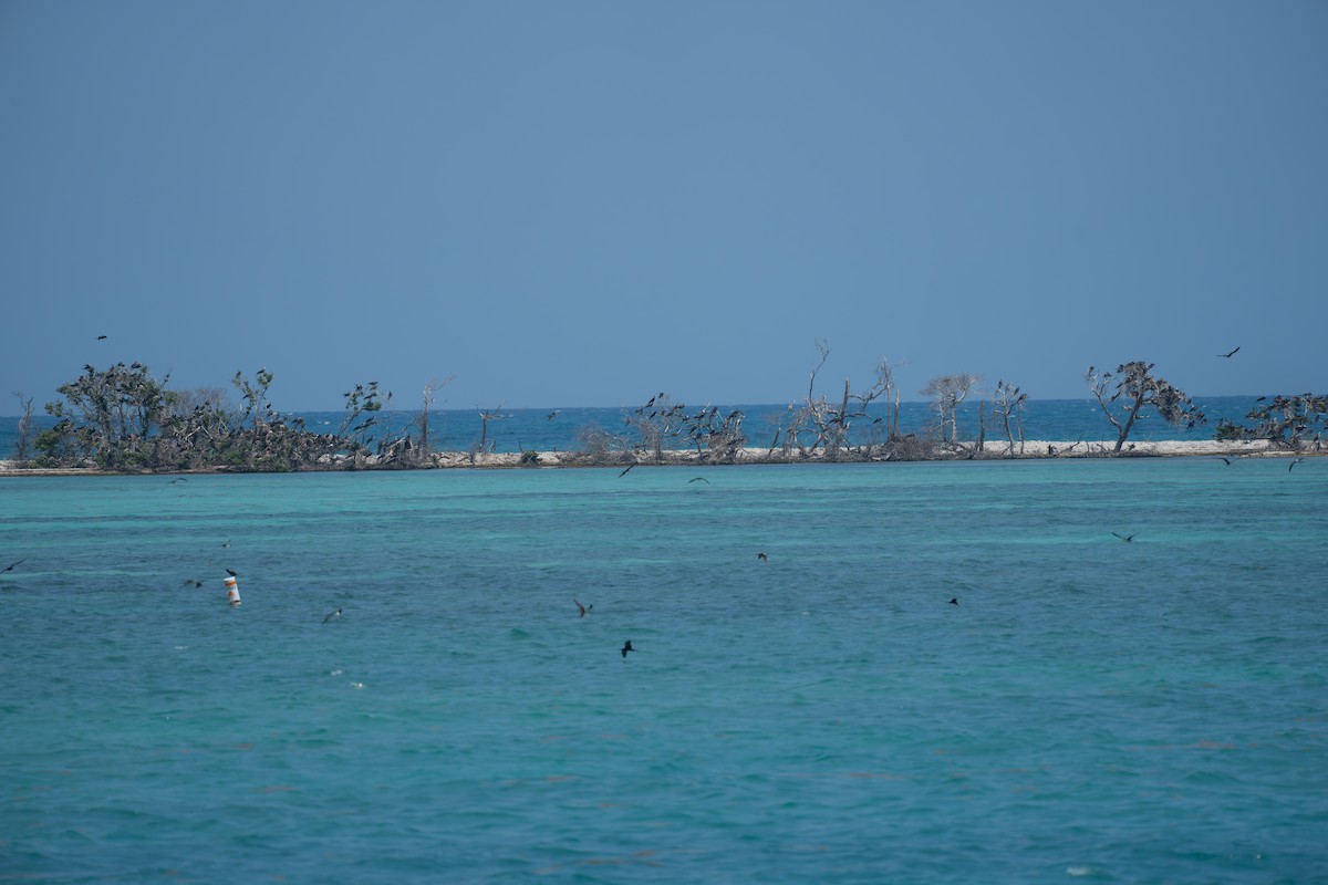 Magnificent Frigatebird - ML643007682