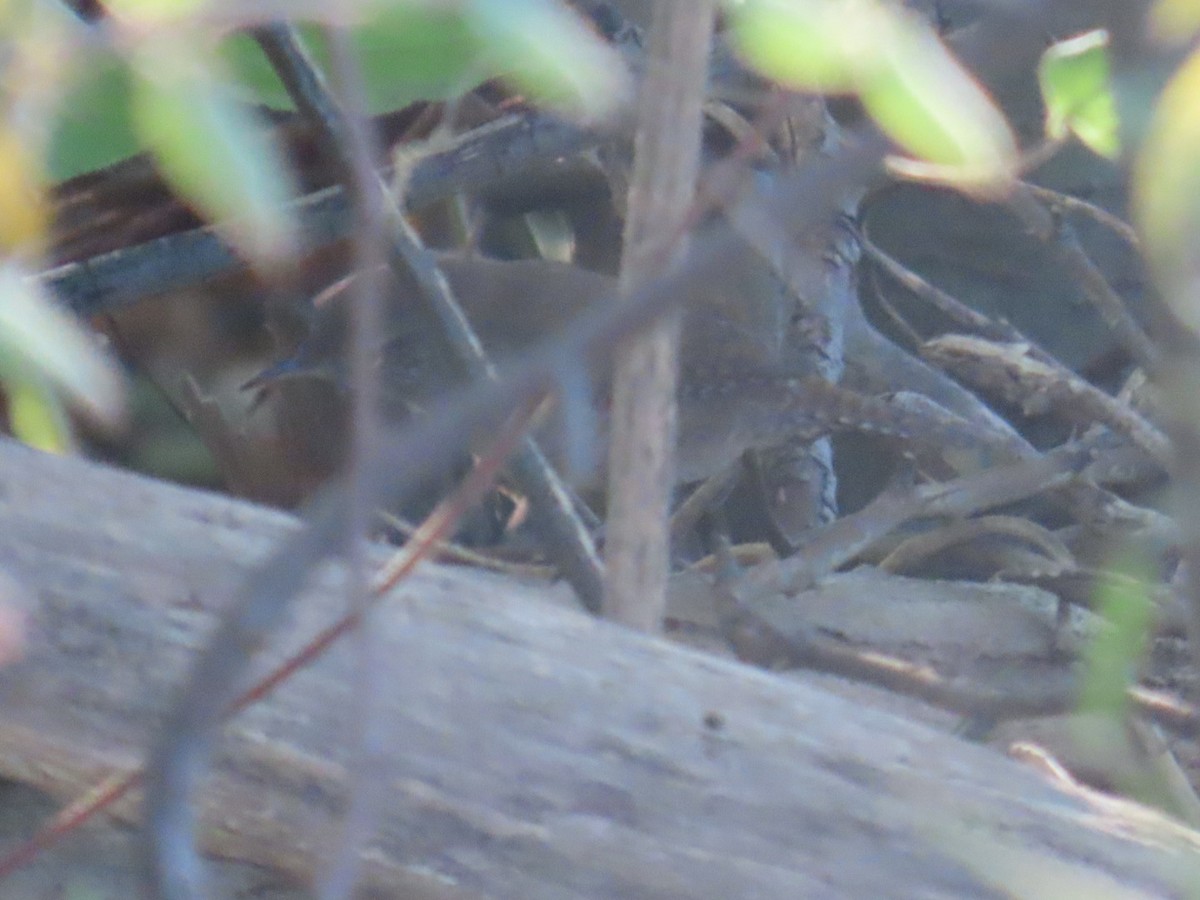 Northern House Wren - ML643007683