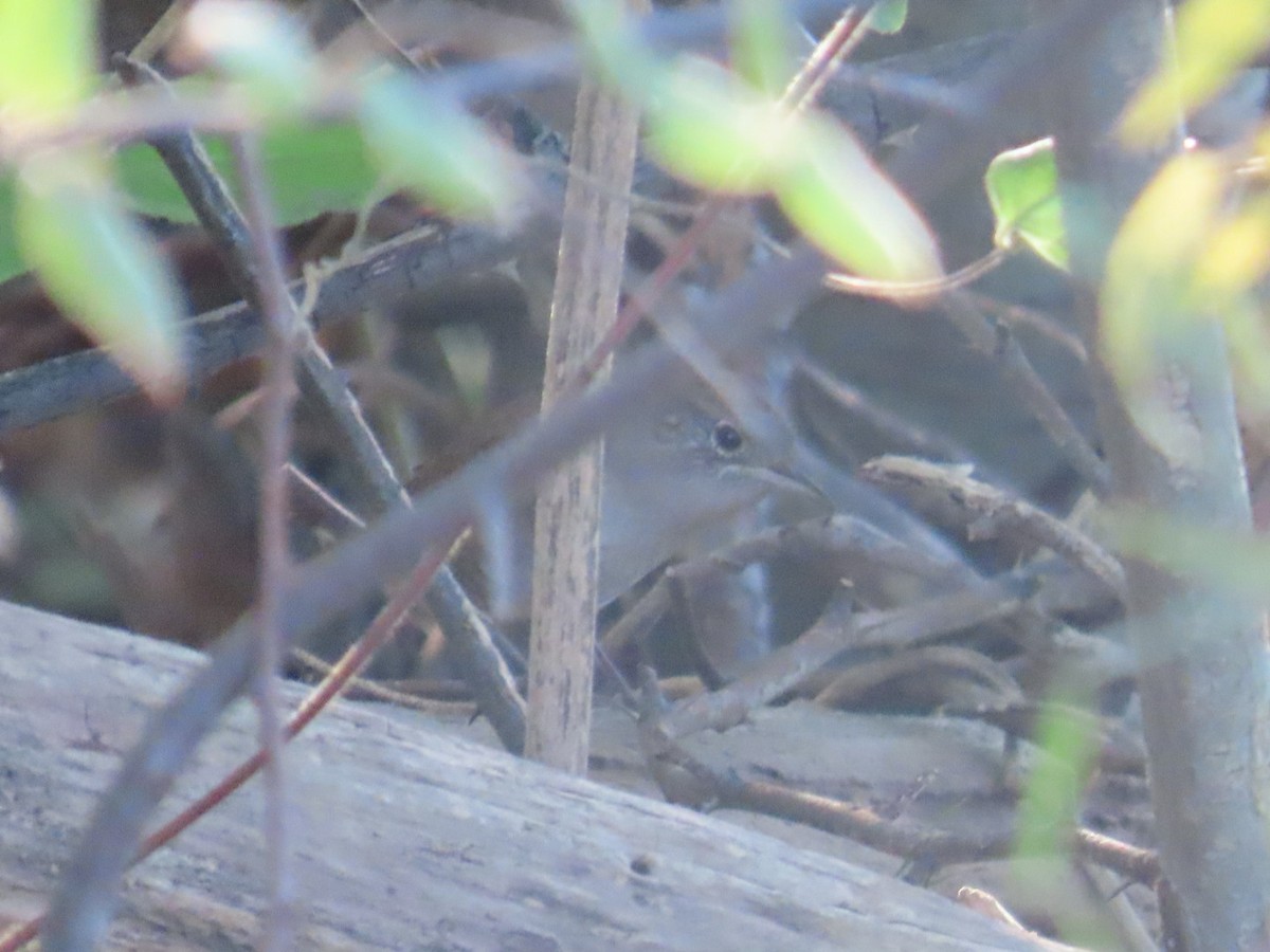 Northern House Wren - ML643007684