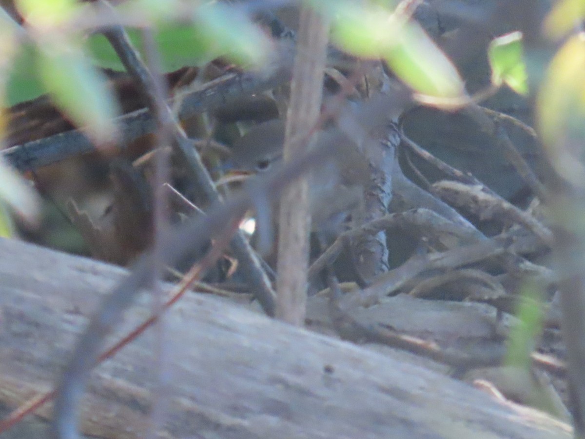 Northern House Wren - ML643007685