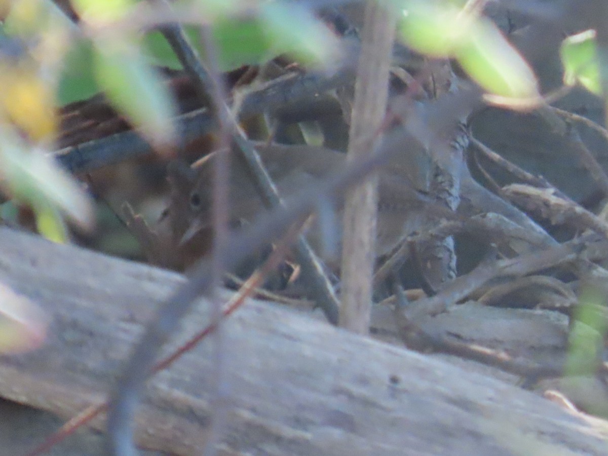 Northern House Wren - ML643007686