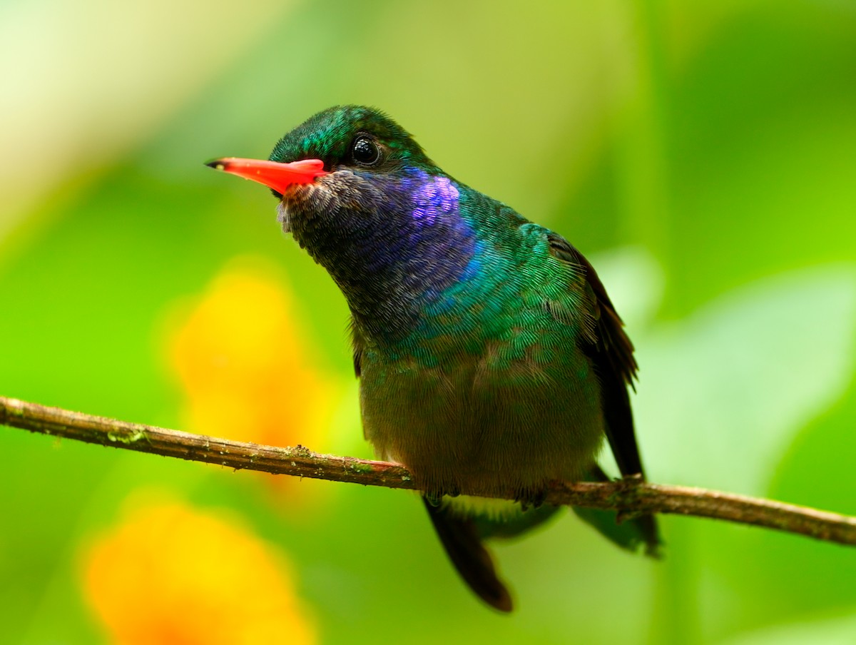 Blue-throated Goldentail - ML643007687