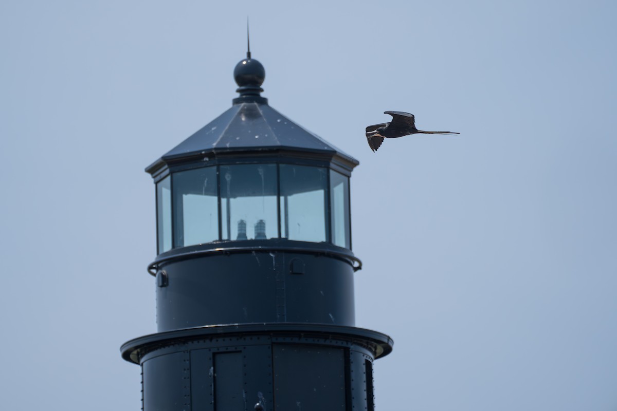 Magnificent Frigatebird - ML643007688
