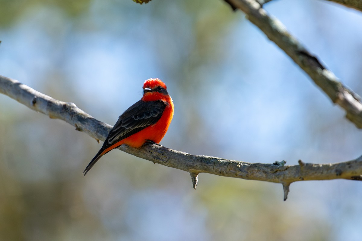 Vermilion Flycatcher - ML643007701