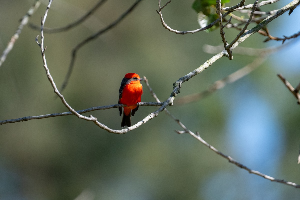 Vermilion Flycatcher - ML643007702