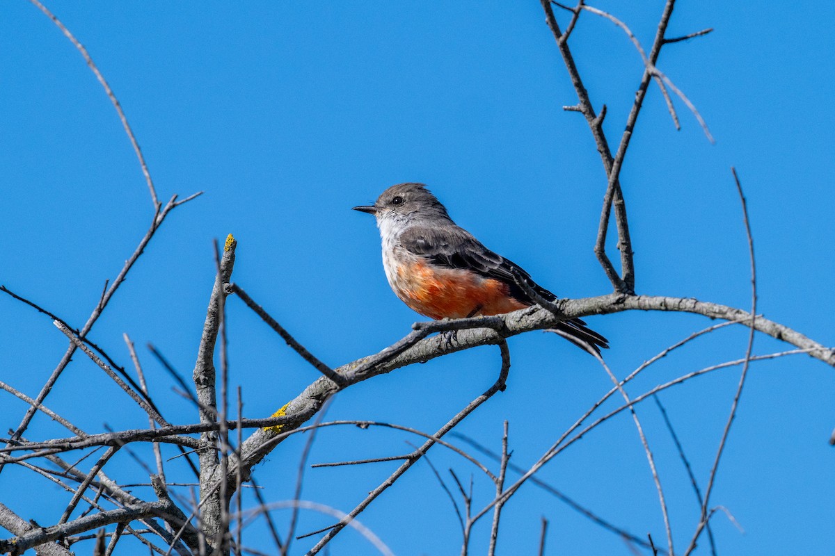 Vermilion Flycatcher - ML643007703