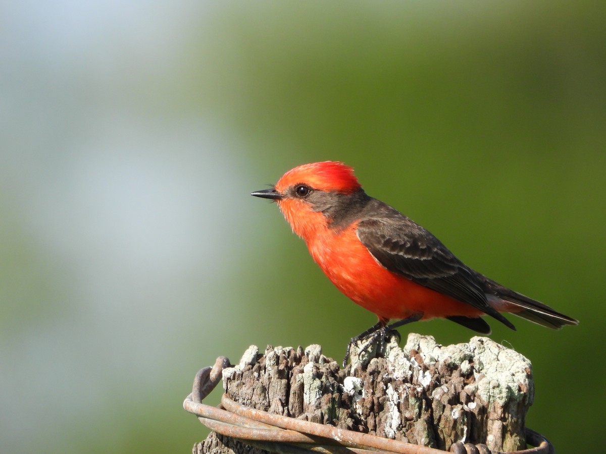 Vermilion Flycatcher - ML643007704