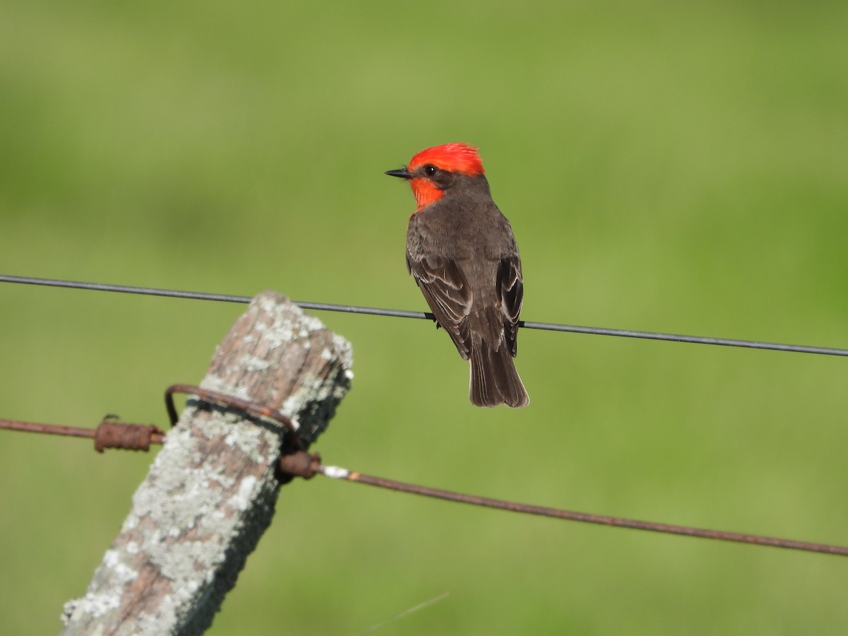 Vermilion Flycatcher - ML643007705