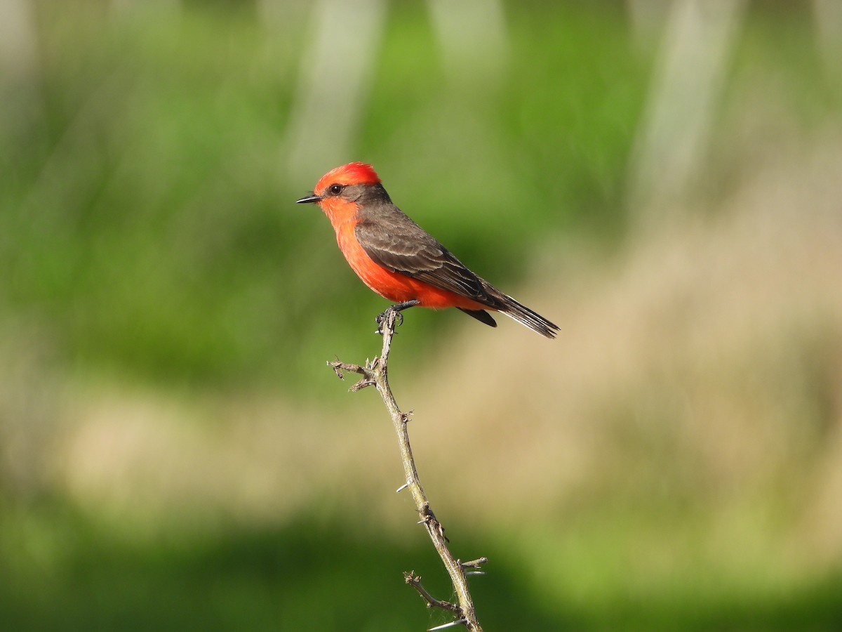 Vermilion Flycatcher - ML643007706