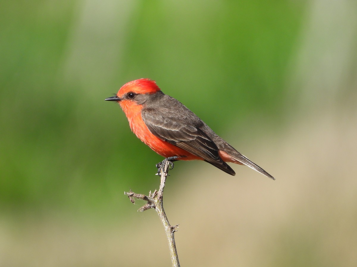 Vermilion Flycatcher - ML643007707