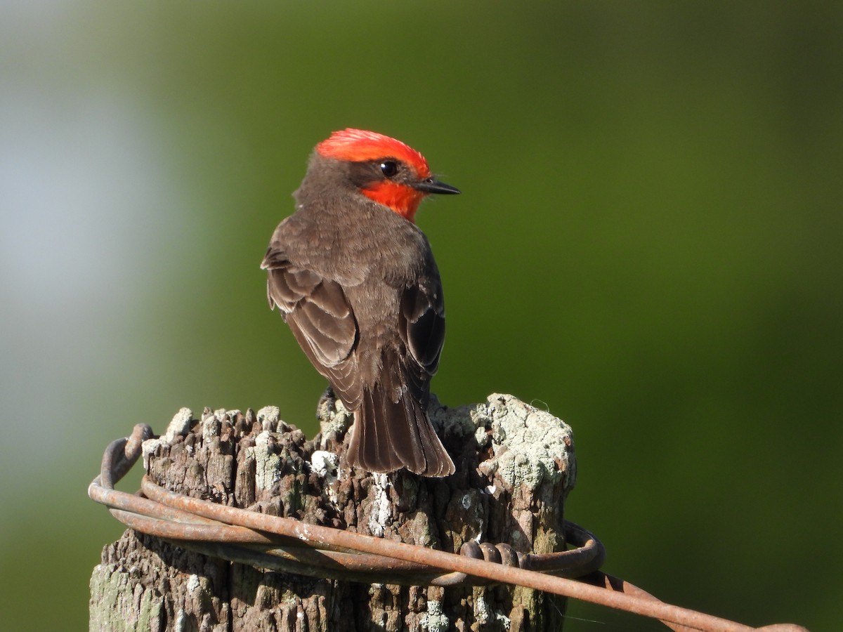 Vermilion Flycatcher - ML643007708