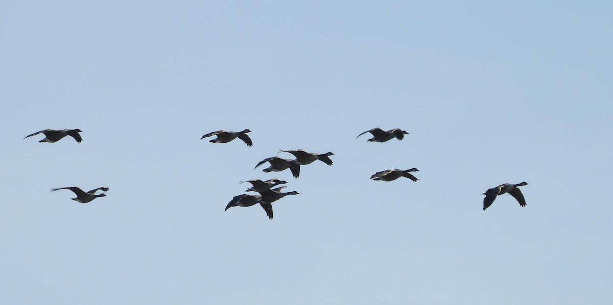Canada Goose - ML643007709