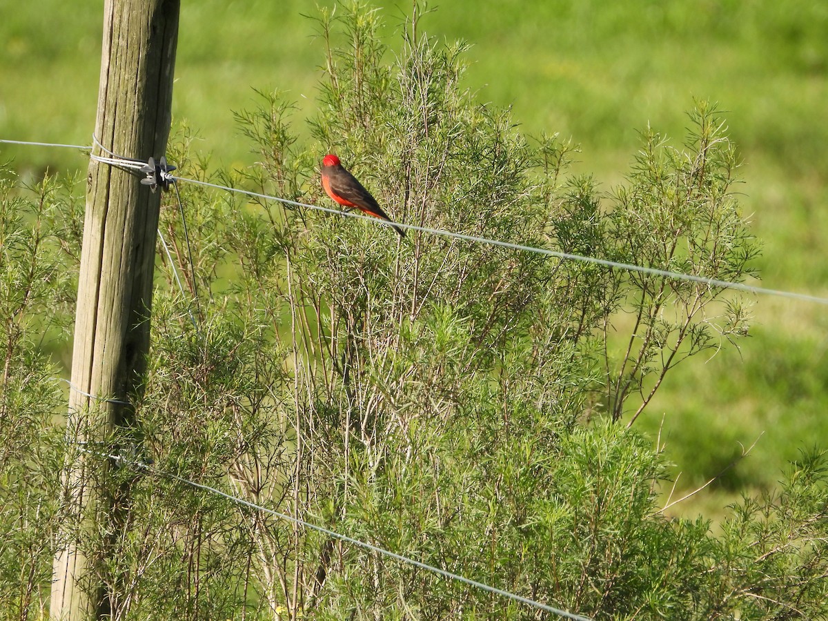 Vermilion Flycatcher - ML643007711