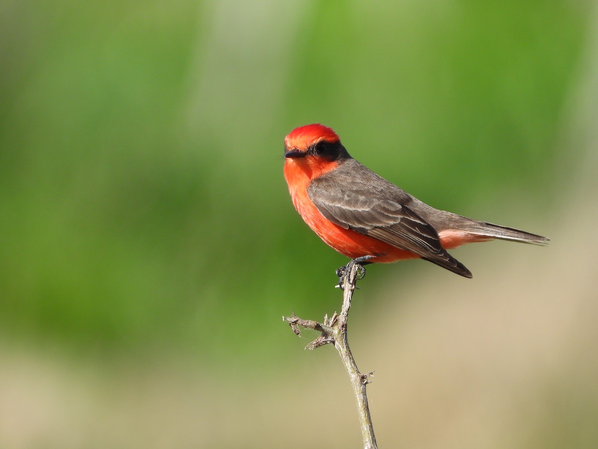 Vermilion Flycatcher - ML643007712