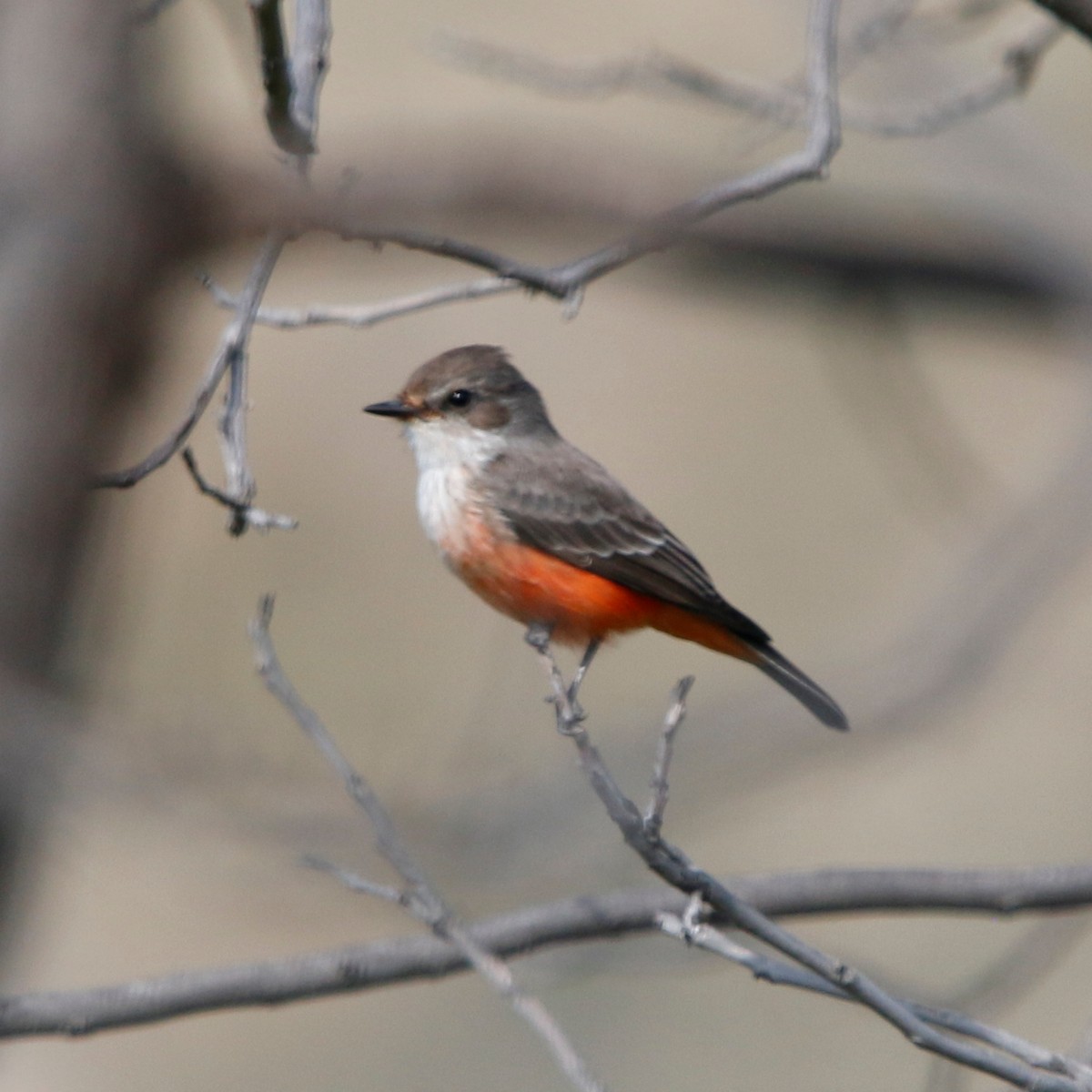 Vermilion Flycatcher - ML643007716