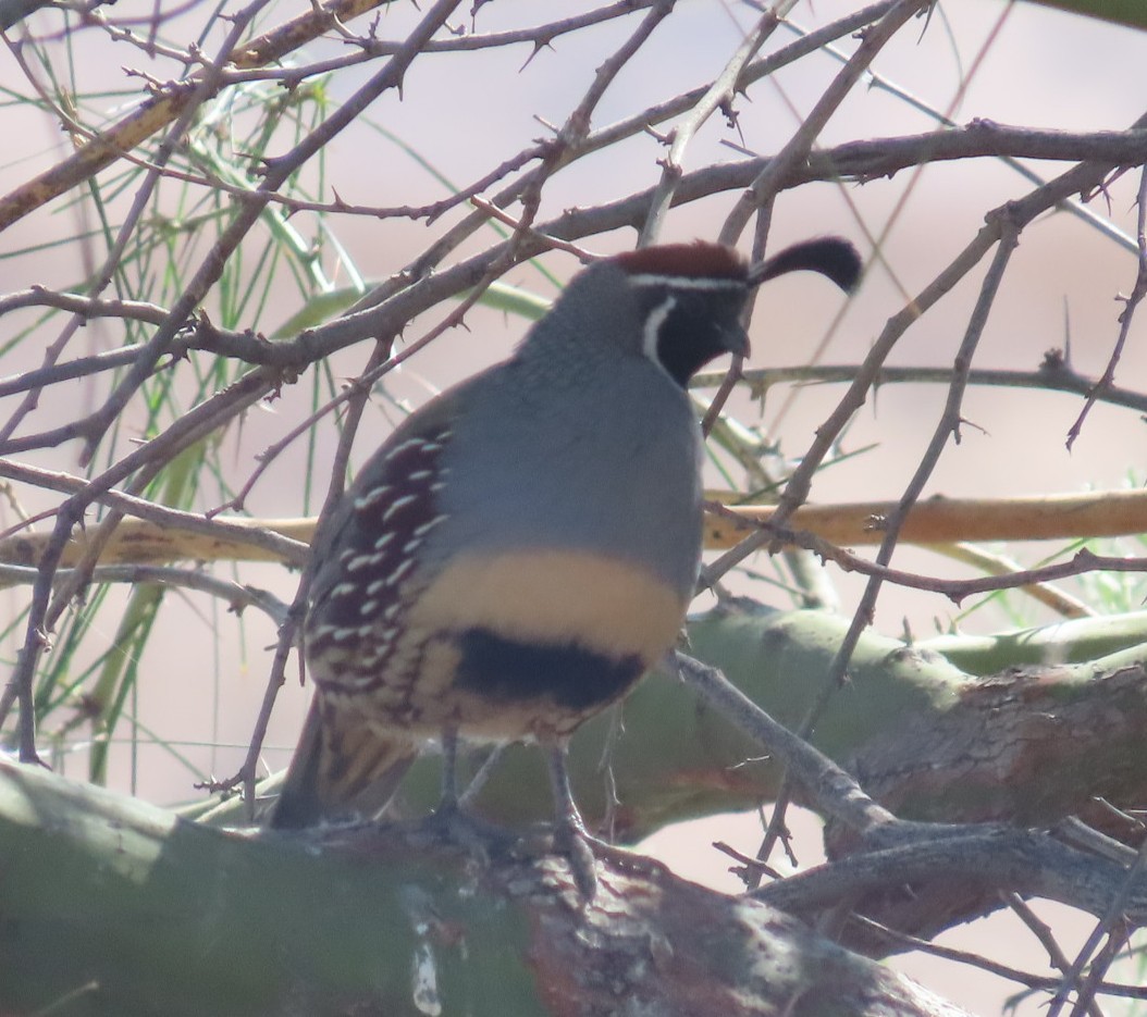 Gambel's Quail - ML643007718