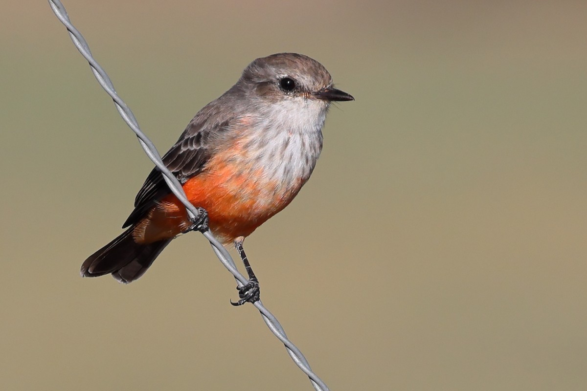 Vermilion Flycatcher - ML643007724