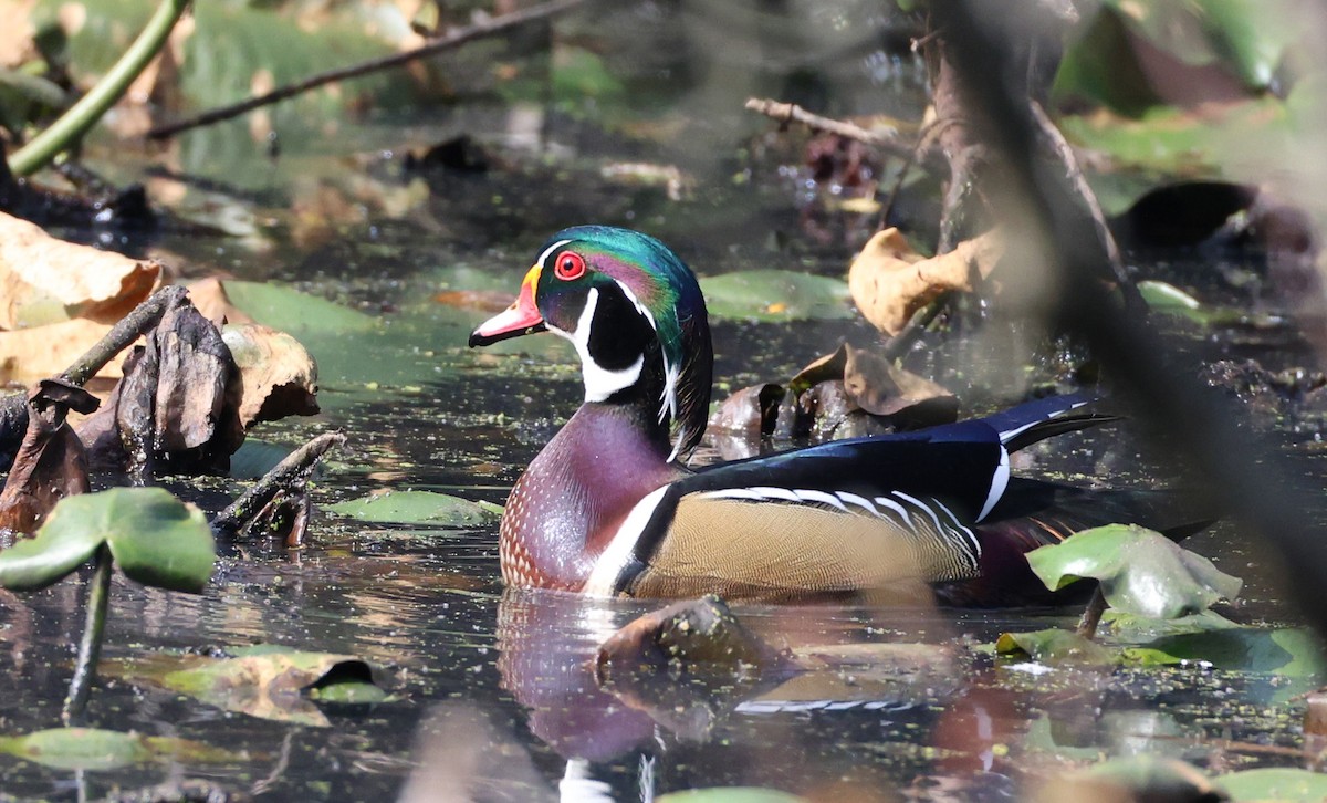 Wood Duck - ML643007730