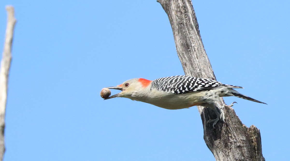 Red-bellied Woodpecker - ML643007737