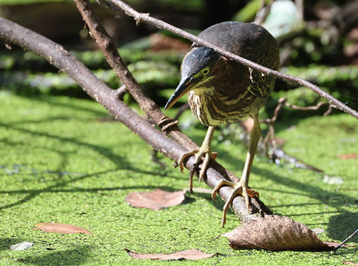 Green Heron - ML643007753