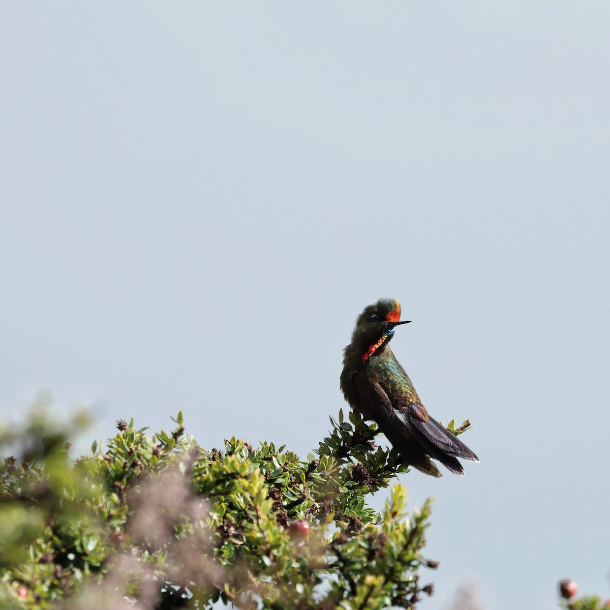 Rainbow-bearded Thornbill - ML643007755