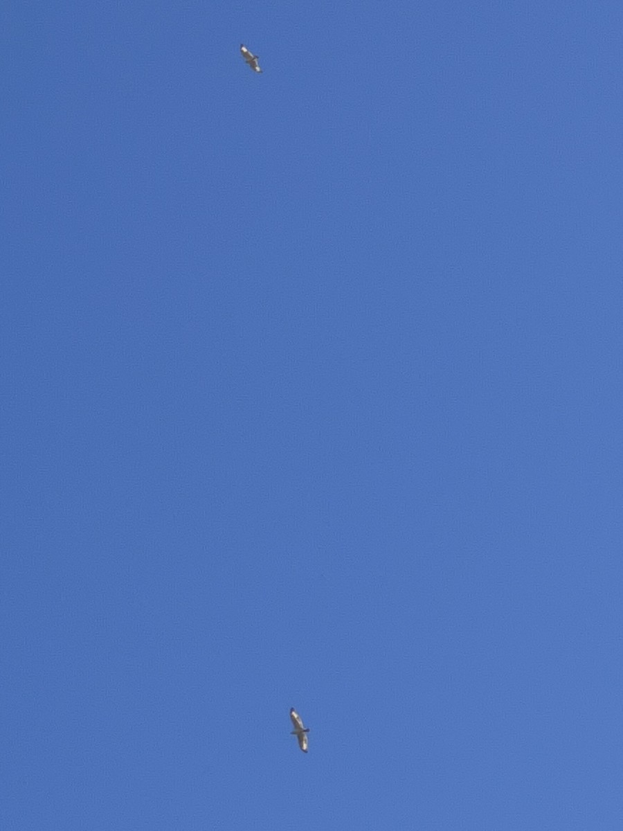 Ferruginous Hawk - ML643007781