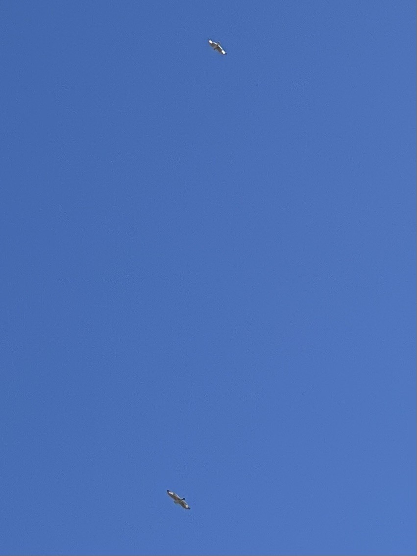 Ferruginous Hawk - ML643007782
