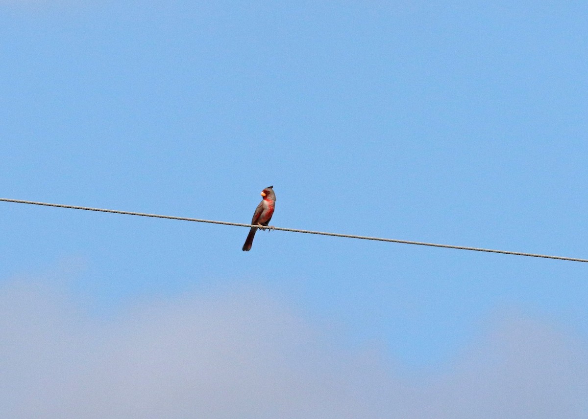 Pyrrhuloxia - ML643007786