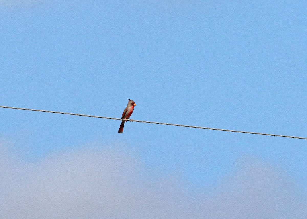 Pyrrhuloxia - ML643007787
