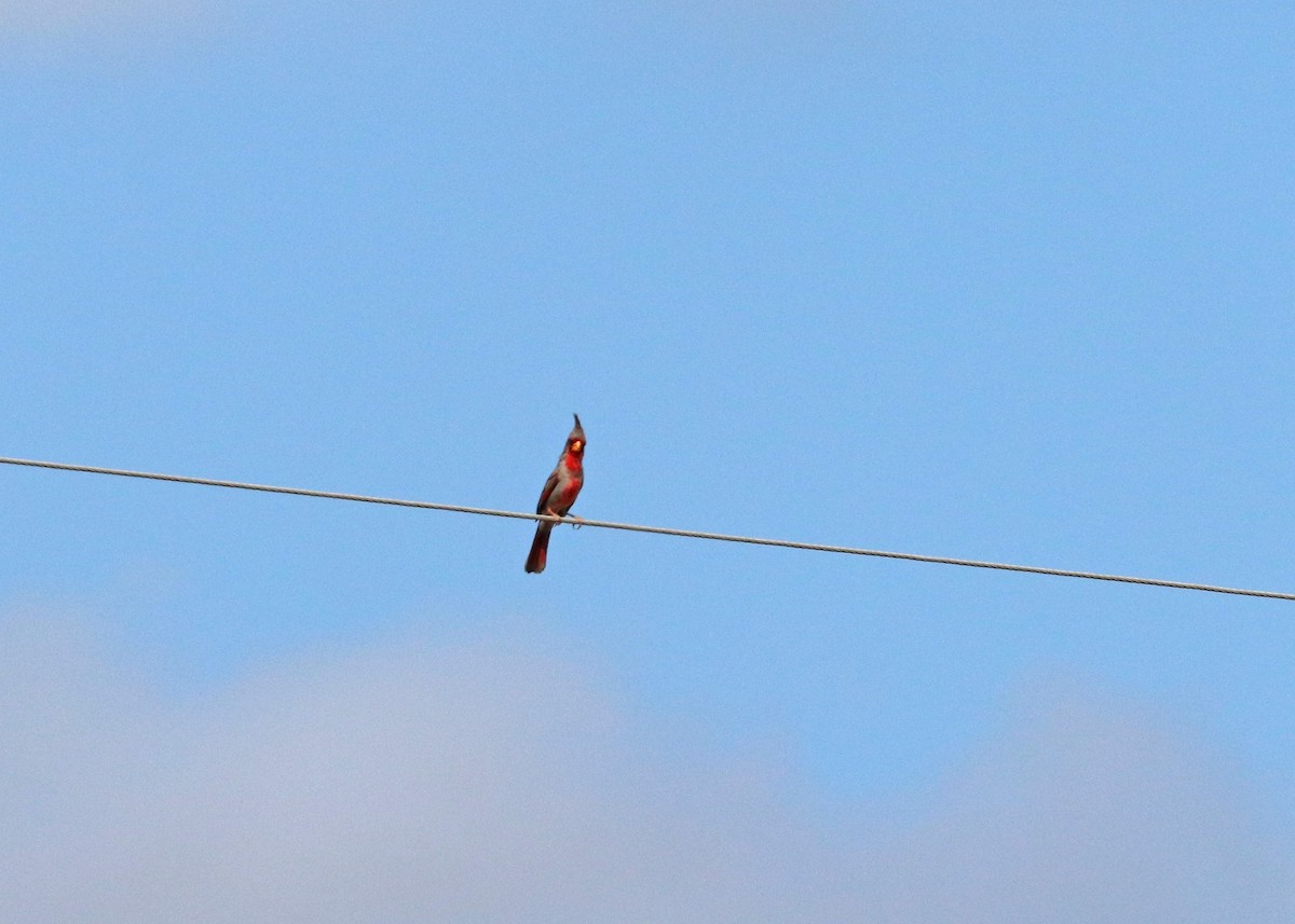 Pyrrhuloxia - ML643007788