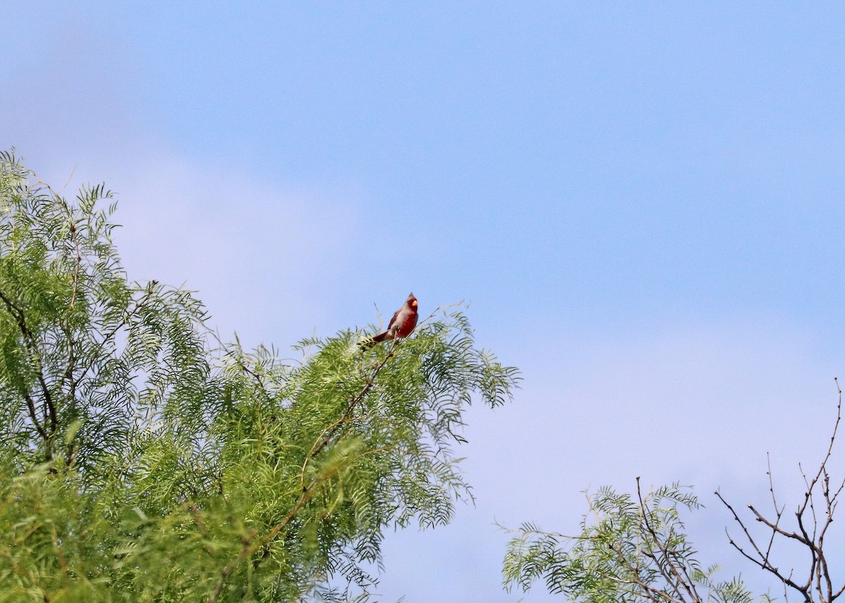 Pyrrhuloxia - ML643007789