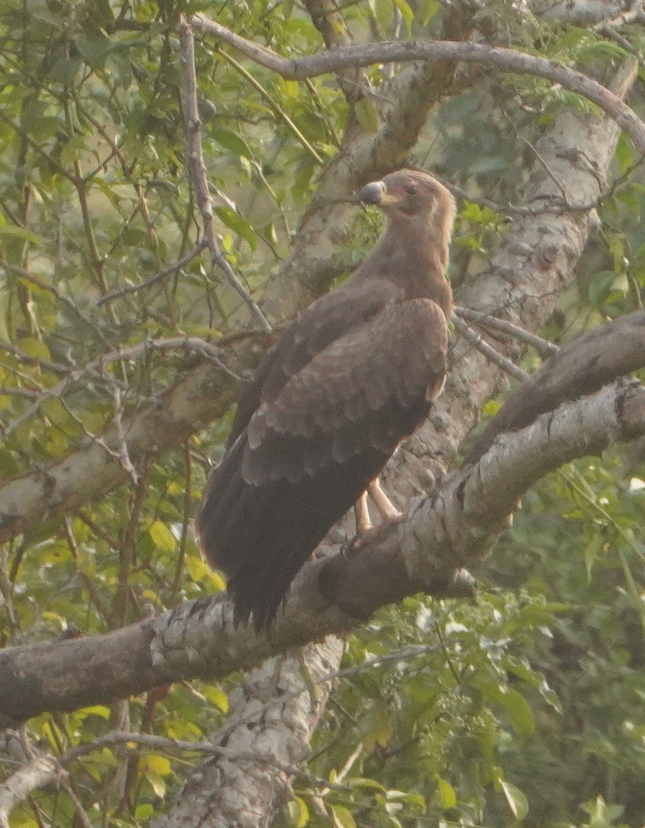 Palm-nut Vulture - ML643007791
