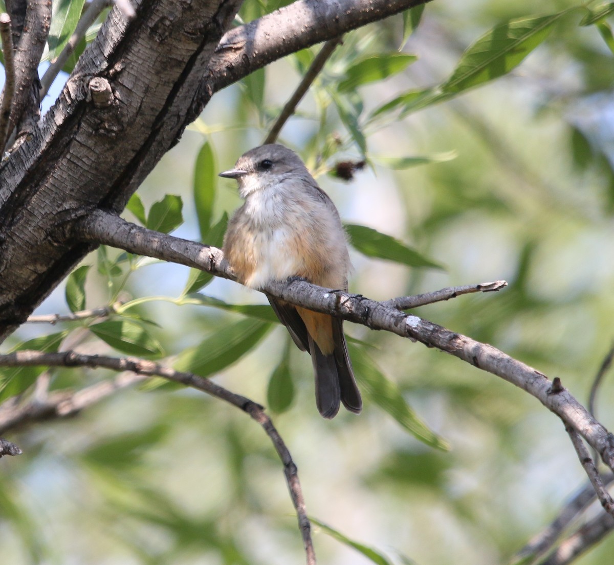 Vermilion Flycatcher - ML643007797