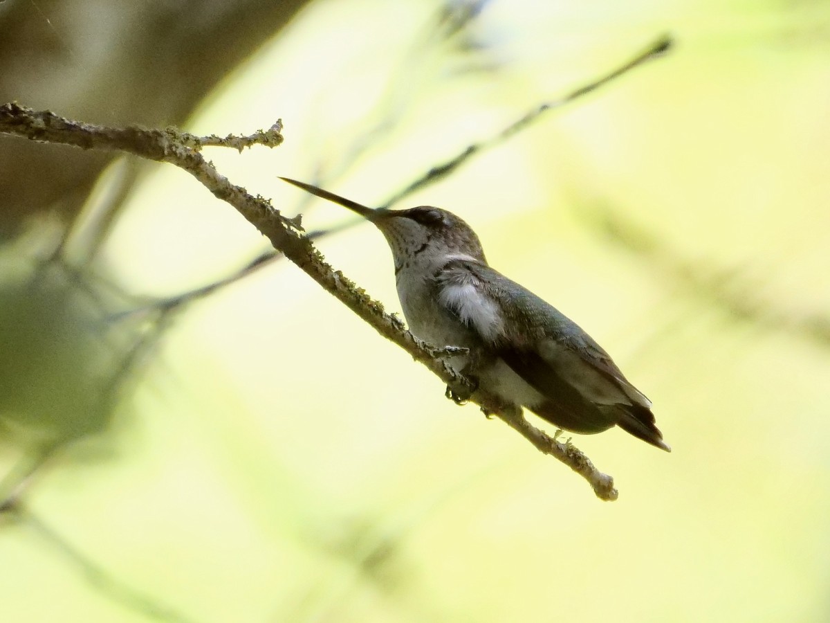 Ruby-throated Hummingbird - ML643007807