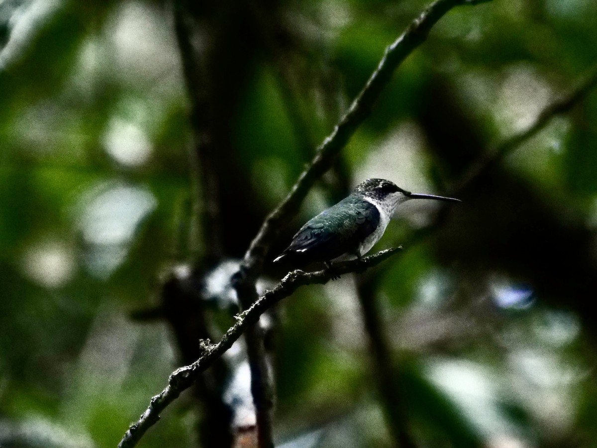 Ruby-throated Hummingbird - ML643007808