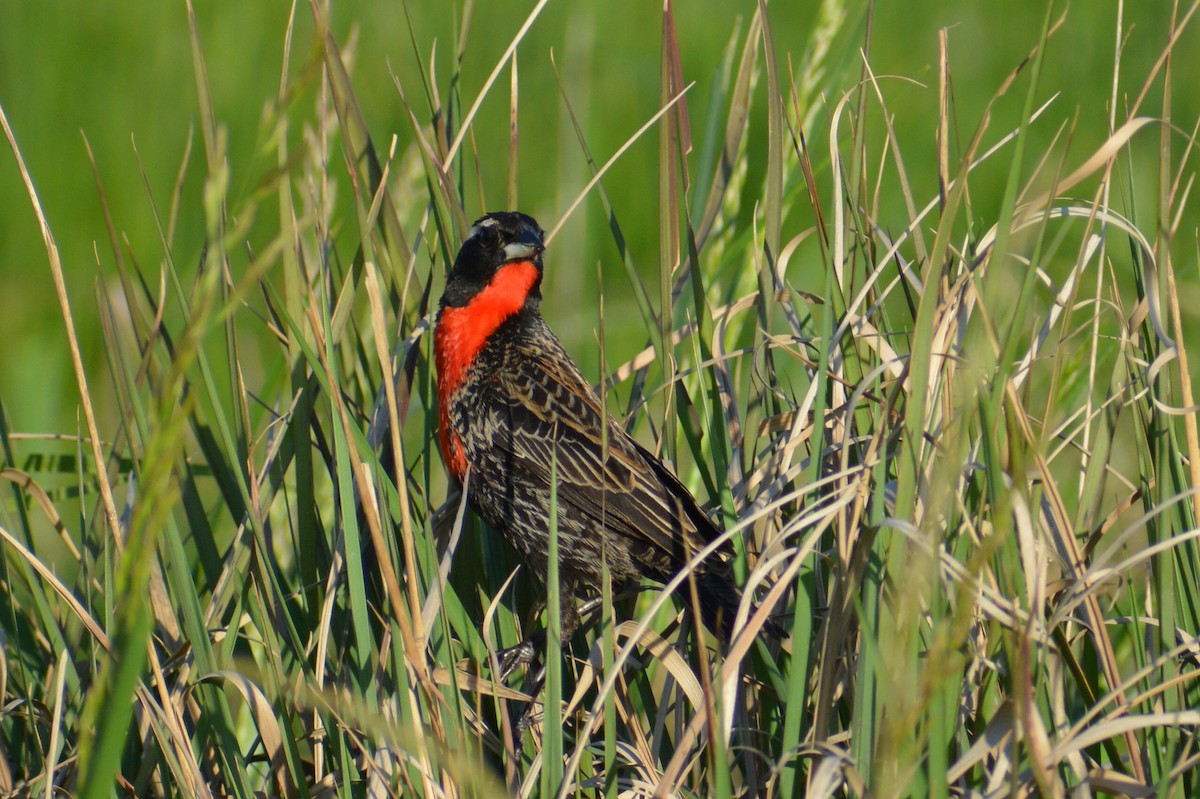 White-browed Meadowlark - ML643007811