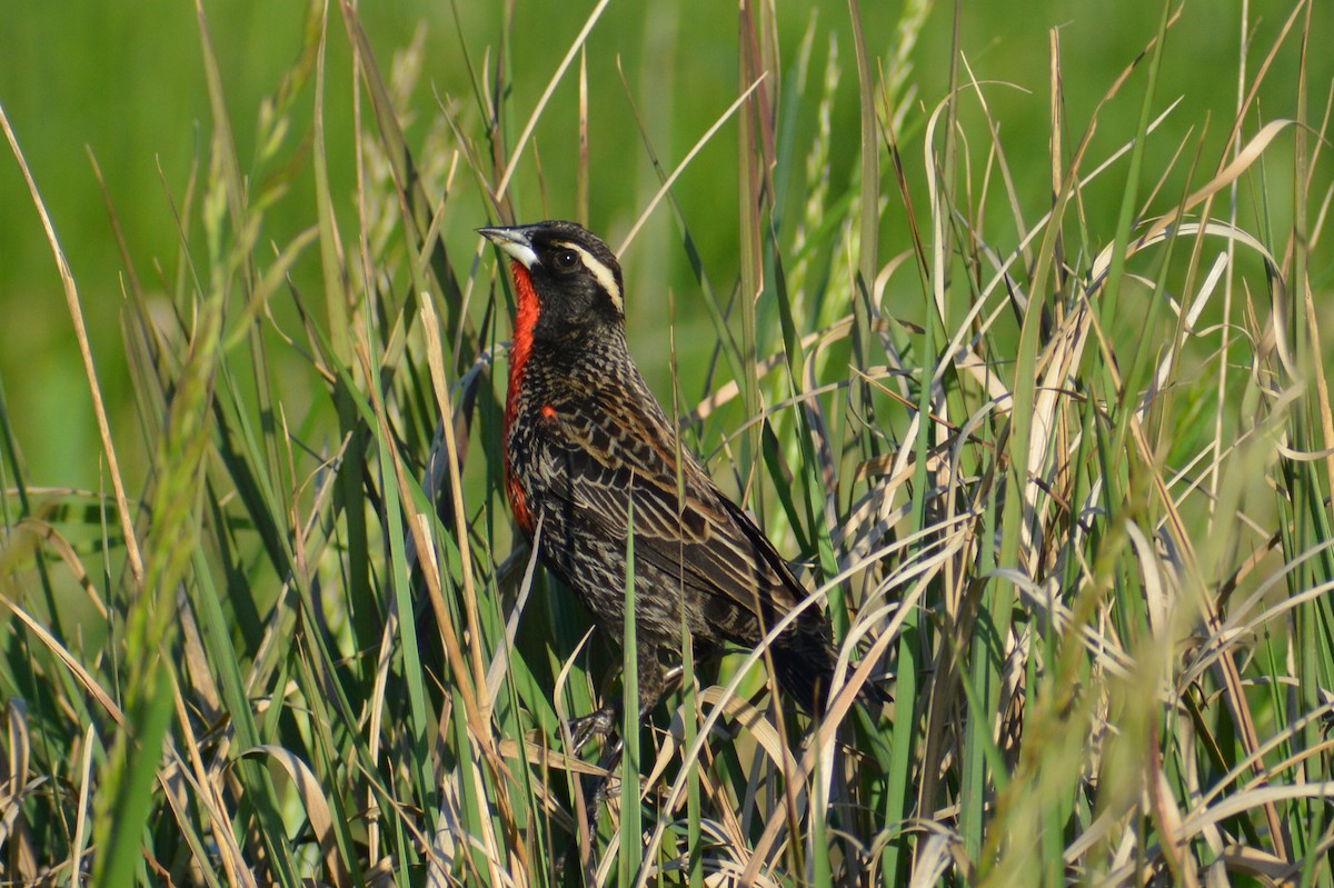 White-browed Meadowlark - ML643007812