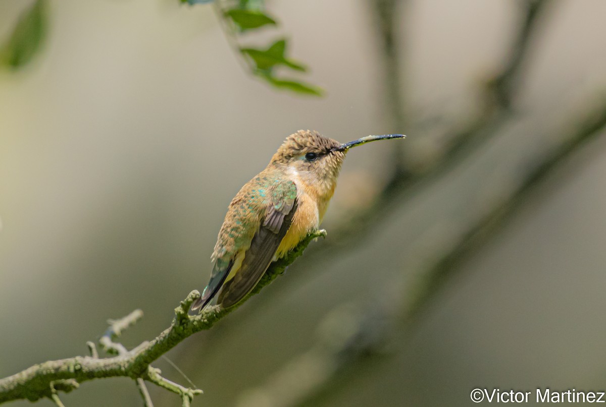 Purple-collared Woodstar - ML643007813