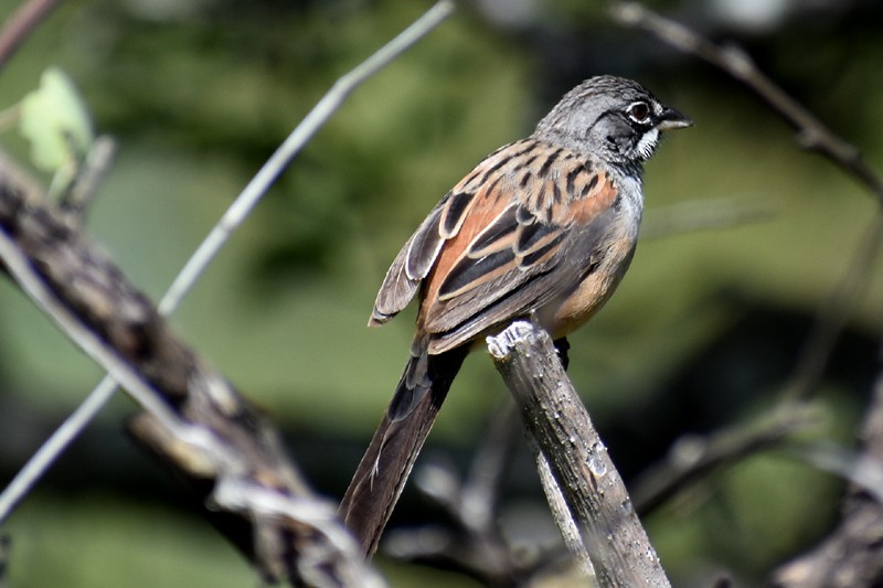 Bridled Sparrow - ML643007834