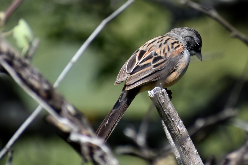 Bridled Sparrow - ML643007846