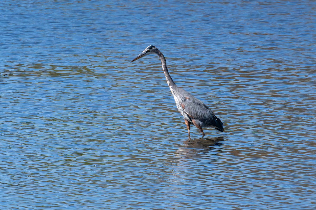 Great Blue Heron - ML643007851
