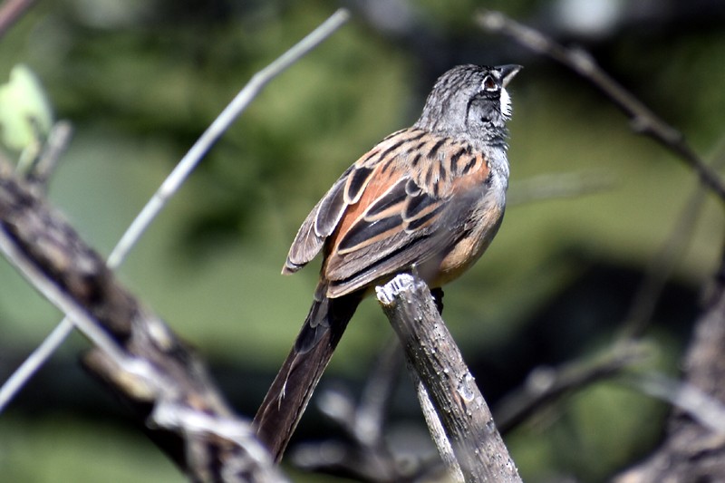 Bridled Sparrow - ML643007866