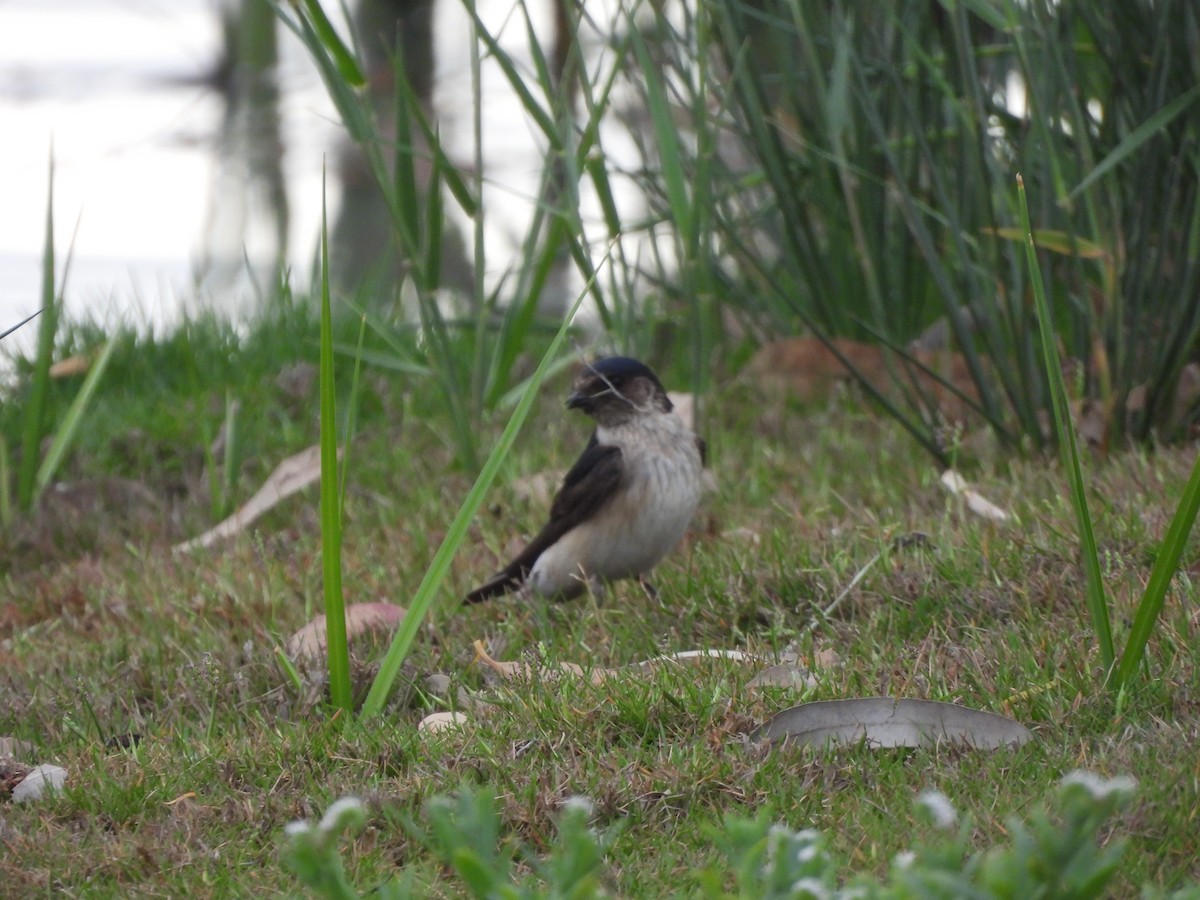 Tree Martin - ML643007878